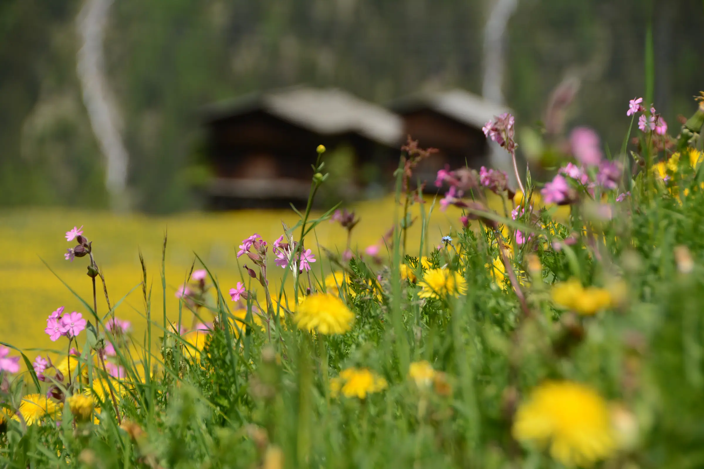 Sommerwiese über Monstein mit Wildblumen, dahinter zwei Walser Heustadel